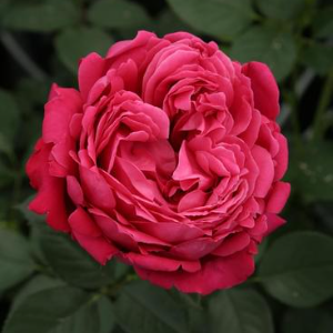 rose meilland